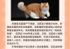 异国短毛猫饲养注意事项（异国短毛猫属于什么猫）