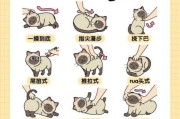 如何驯养猫咪乖顺（怎么训养猫）