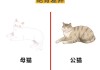 猫咪如何选择对象（猫咪怎么选择配偶）