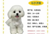 马尔济斯犬好养吗?（马尔济斯犬好养吗）