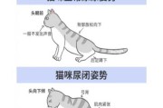 猫排尿次数多是正常吗（猫排尿多怎么回事）