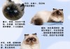 喜马拉雅猫好养吗（喜马拉雅猫优点和缺点）