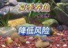 夏季养鱼怎么成活率最高（夏天养鱼技巧）