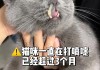 猫得过猫鼻支还要打疫苗吗（猫得过鼻支以后还会复发吗）