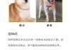 如何买到纯正的柴犬（购买柴犬攻略）