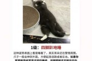 猫不信任我（猫不信任主人了怎么办）