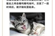 猫咪怎么沟通交流（猫咪如何相处）