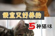 养猫究竟好不好（养猫究竟好不好呀）