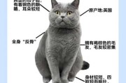 猫咪名字独特小众（猫咪名字独特小众蓝猫）