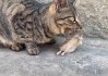 猫猫多大会抓老鼠（猫咪多大才会抓老鼠?）