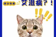 猫会感染艾滋病吗?（猫会感染艾滋病吗会传染吗）