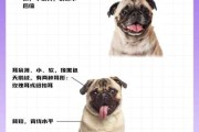 巴哥犬的性格怎么样（巴哥犬性格特点详细介绍）