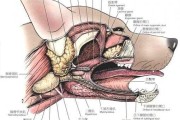 犬口腔解剖图（犬口腔解剖图片大全）