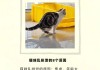 猫咪为什么会突然乱撒尿（猫咪为什么突然之间乱拉尿）