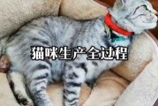 关于猫咪繁育全过程（关于猫咪繁育全过程的说明文）