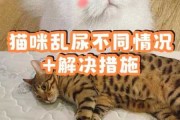 猫咪随便大小便怎么办（猫咪随便大便怎么回事）