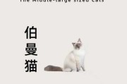 伯曼猫是哪个国家的（伯曼猫是哪个国家的品牌）