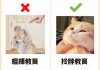 怎么让猫咪接受新猫（怎么让猫咪接受新猫咪呢）