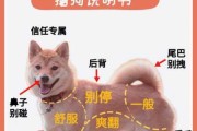 藏獒要怎么训练（藏獒怎么驯养）