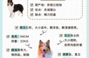 苏格兰牧羊犬成长过程（苏格兰牧羊犬年龄）