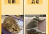 猫得过猫鼻支还要打疫苗吗（猫得过猫鼻支还要打疫苗吗）