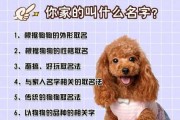 如果给狗起名叫什么（如何给狗起名字?）