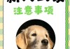 狗刚到新家注意些什么（狗狗到新家应该注意什么）