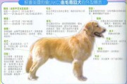 金毛犬怎么看纯不纯图片（金毛怎么看纯不纯图解）