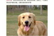 茶杯犬的饲养常识和注意事项（茶杯犬的饲养常识和注意事项图片）