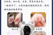 猫咪的肉垫有点硬怎么办（猫咪的肉垫硬硬的）