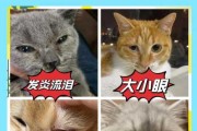 猫咪眼睛有问题怎么办啊（猫咪眼睛常见问题）