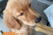 金毛犬贪吃怎么办（金毛犬贪吃怎么办视频）