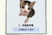 放养家猫（放养猫会回家吗）