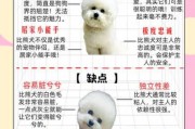 选购纯种比熊犬的9大因素（选购纯种比熊犬的9大因素有哪些）