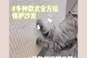 训练猫咪磨爪子可以放嘴里吗（猫磨爪子是为了让爪子更锋利吗）