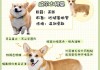 如何挑选柯基犬（如何挑选柯基犬视频）