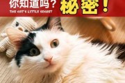 铲屎教程（铲屎的叫什么）