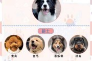 可卡犬的智商有多高（可卡犬聪明吗?可卡犬智商排名第几）