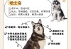 哈士奇幼犬饲养（哈士奇幼犬饲养注意什么）