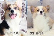 柯基要怎么挑（柯基要怎么挑选幼犬）