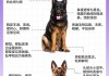 德国牧羊犬选育及鉴定方法（德国牧羊犬怎么区分纯种）