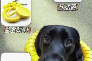 怎么养给小型犬做简单的玩具（怎么养给小型犬做简单的玩具视频）