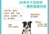 如何喂养边牧犬（边牧犬怎么喂养最好）