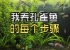 养孔雀鱼新缸怎么养水（新开缸养孔雀鱼）