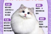 为什么布偶猫不喜欢叫（布偶猫不喜欢叫吗）