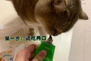 怎么喂猫吃药?给猫咪吃（如何给猫喂药?）