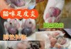 猫咪足底干裂怎么办（猫咪脚底干裂脱皮怎么办）