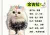 金吉拉猫多少钱一只?（白色金吉拉猫多少钱一只）