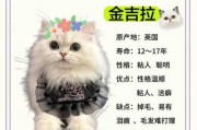 金吉拉猫多少钱一只?（白色金吉拉猫多少钱一只）