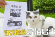 猫咪认得回家的路吗视频（家猫会认路回家吗）